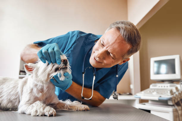 Best Walk-In Emergency Dental Services in Parkersburg, WV